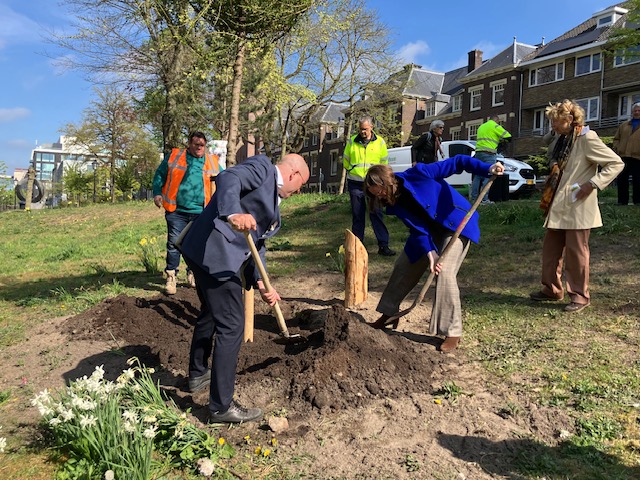 Mirjam Bikker plant Europese Lariks in het Willemsplantsoen